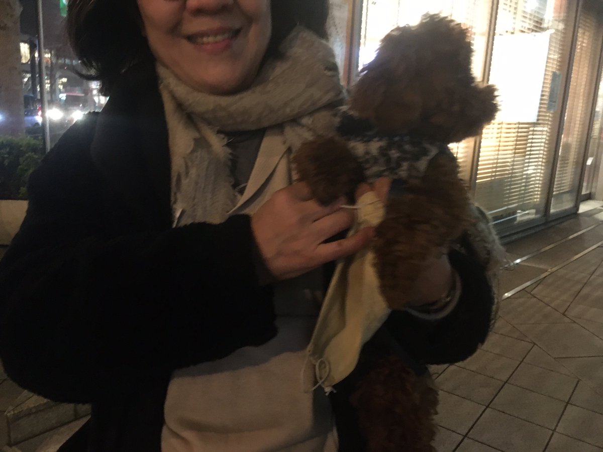 toipusakura's tweet photo. 最後に再会時のゴンちゃんの様子です。再会できてうれしそうでした。保護主さん宅には女の子のトイプードル🐶がいて、人の心配をよそに楽しい夜を過ごしていたようですが…。

東北の方や今も探している方の大切なペット達が、一日も早く家族のもとに戻れますように…
皆様、ありがとうございました🙇 https://t.co/fr8Ch8ZRmb