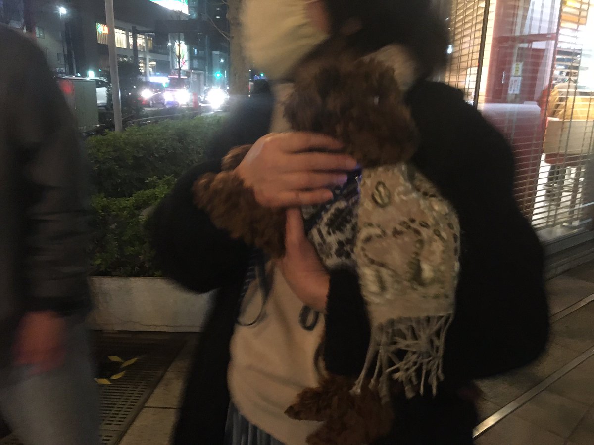 toipusakura's tweet photo. 最後に再会時のゴンちゃんの様子です。再会できてうれしそうでした。保護主さん宅には女の子のトイプードル🐶がいて、人の心配をよそに楽しい夜を過ごしていたようですが…。

東北の方や今も探している方の大切なペット達が、一日も早く家族のもとに戻れますように…
皆様、ありがとうございました🙇 https://t.co/fr8Ch8ZRmb