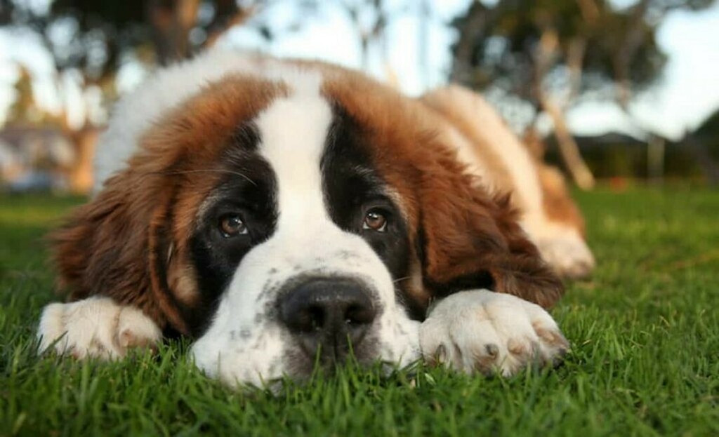 debbie_grice's tweet photo. We have the ulti-mutt friendship.
#dogs #dogsofinstagram #doglover #saintbernard #cutedogs #instadog #instapet #DogNeedsBest https://t.co/YCxvL7gZrI