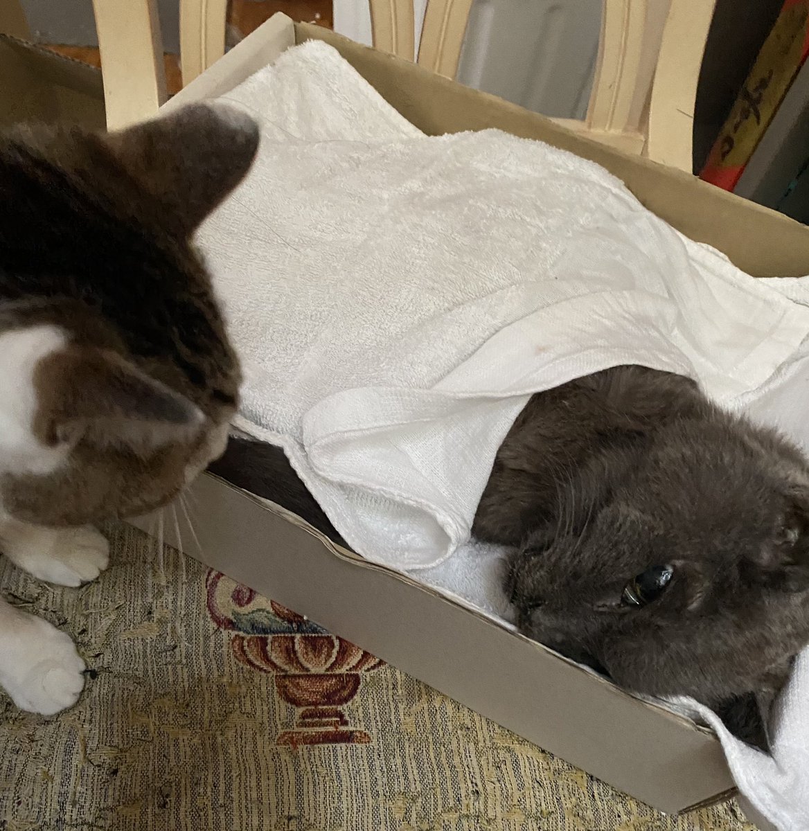 Danval_moLi's tweet photo. あんちゃん🐈‍⬛18年間ありがとう https://t.co/s3GXPmCb3J