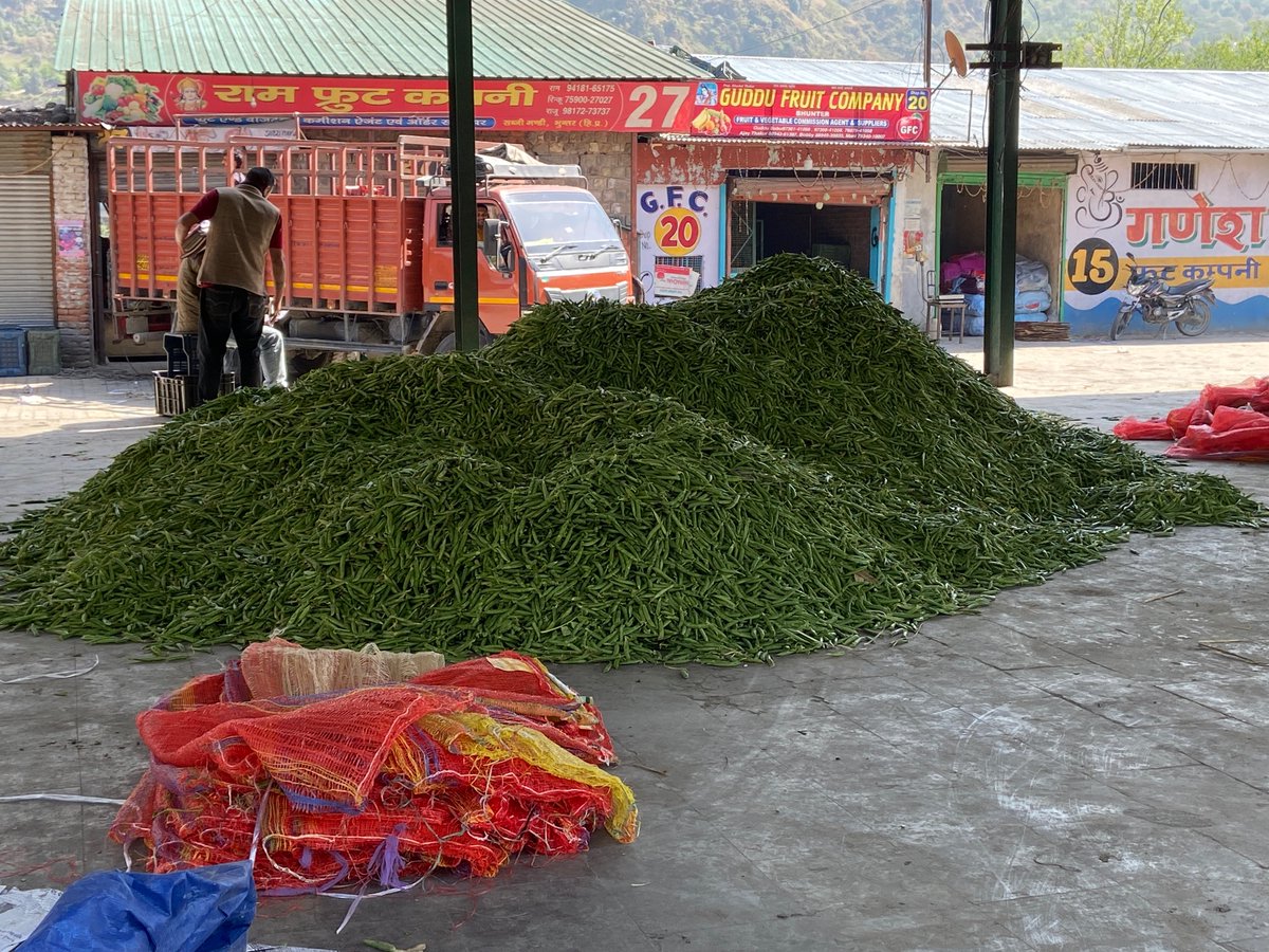 EBhuntar's tweet photo. Peas Green arrival at Market Yard Bhuntar. https://t.co/teCY0CxGzp