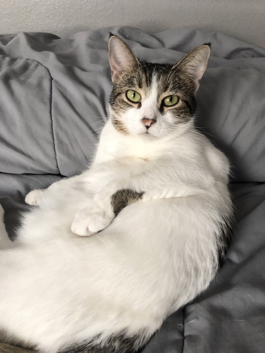 Hello 😻😻💛😽 
#CatsOnTwitter #CatsOfTwitter #cats