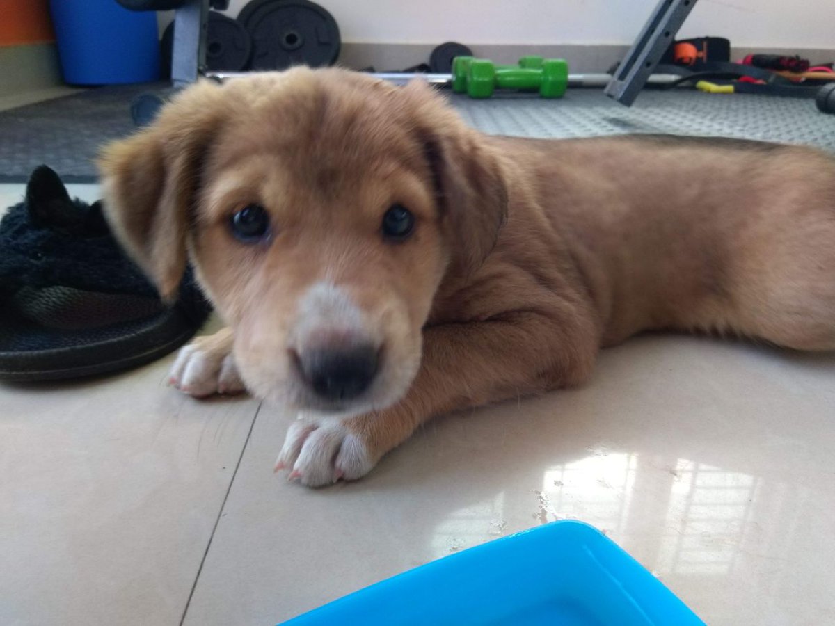 gopikm0's tweet photo. One year of this pupper ❤️ https://t.co/L7uHtv0S13