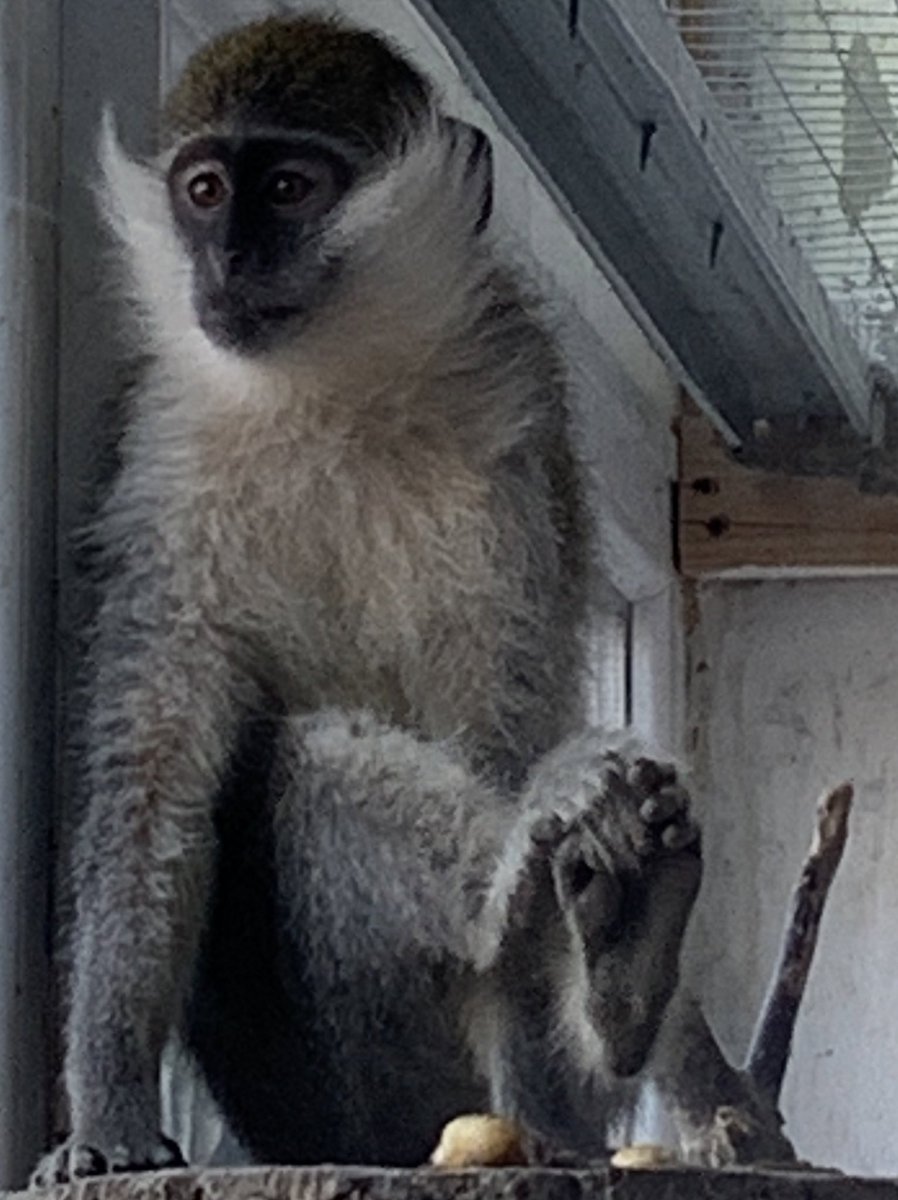 ZoomedAnimals's tweet photo. https://t.co/8sc89r8zIF