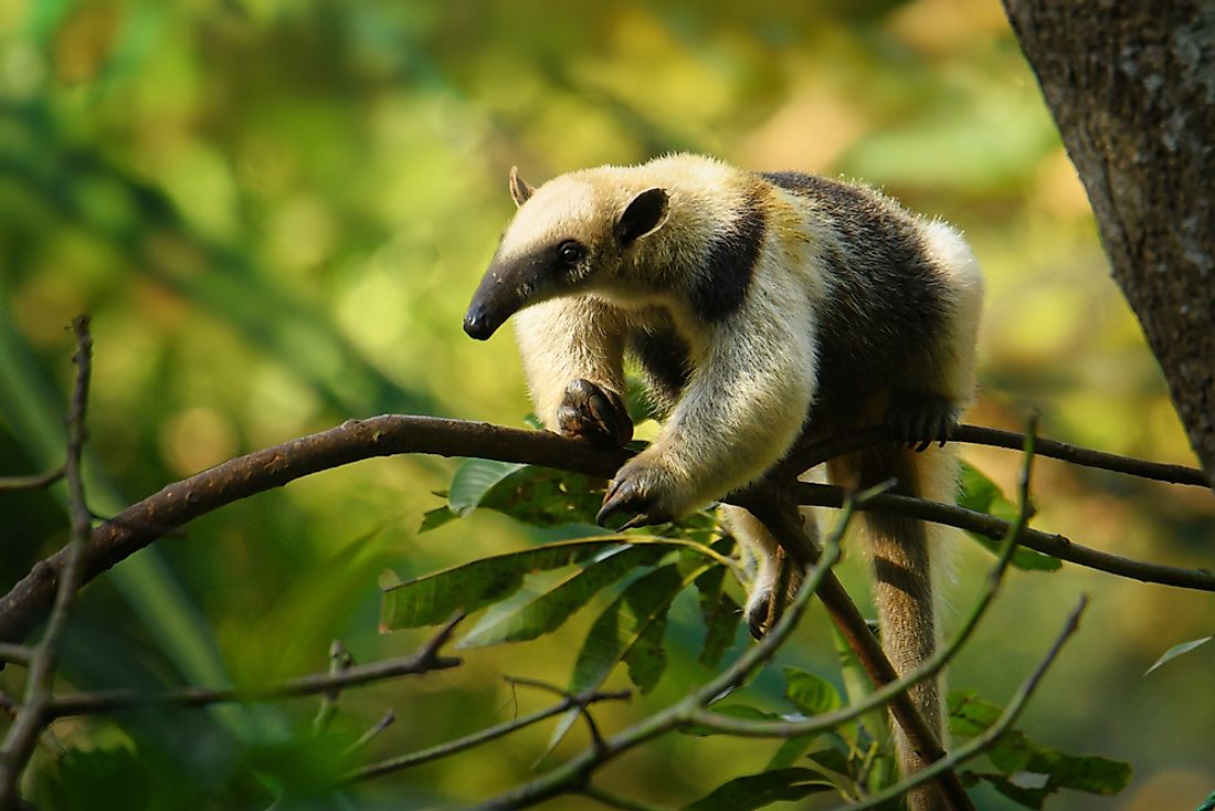 Earth's Natural Beauty - each day sharing a reminder of the miracle of our planet 

Tamandua or Tree-Ant Eater, Nicaragua