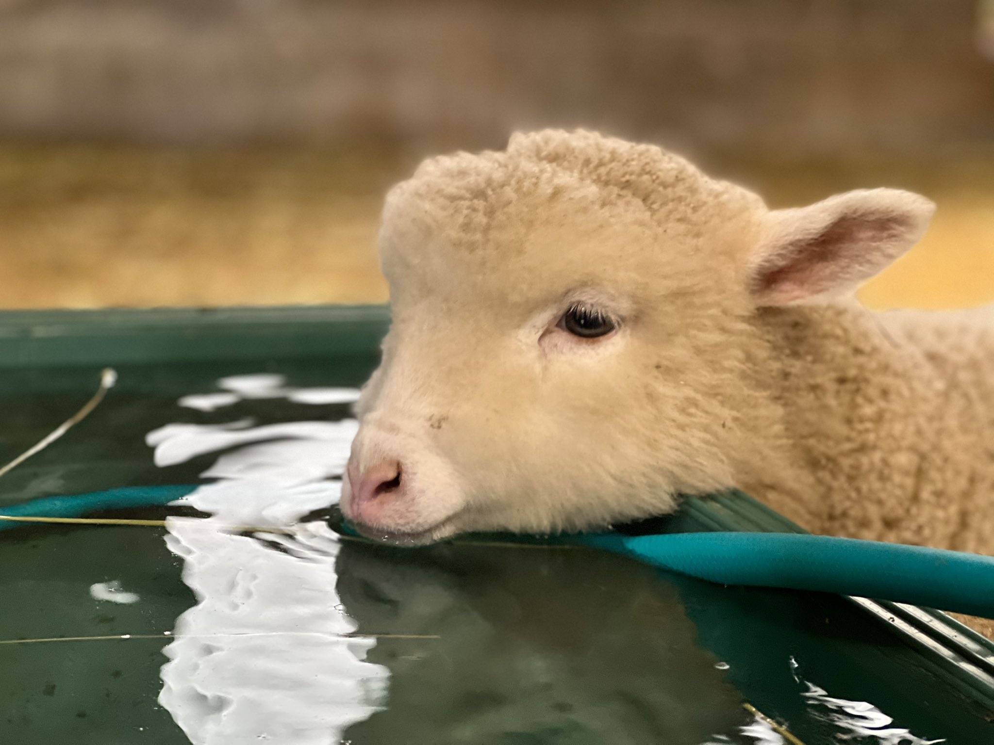 まかいの牧場 公式 山羊のお姉さん めぇ めぇ 権 の羊の赤ちゃん 水を飲んでるところが撮れました 横顔もかわいい まかいの牧場 朝霧高原 富士山 おうちでまかいの牧場 仔羊 めぇめぇ権 名前募集中 羊の赤ちゃん リクエスト募集中
