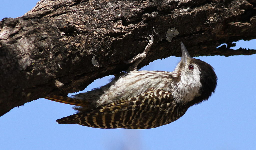 africanbirdname's tweet photo. Picidae: woodpecker
#isiZulu: isigqobhamithi
#isiXhosa: isinqolamthi
#isiNedebele (RSA): isiqoqodimithi
#isiNedebele (ZIM): isiqoqodo
#siSwati: incocodzi
#Chingoni: konkomolo
Photo Derek Keats, CC BY 2.0, https://t.co/cph02aIbne https://t.co/ekIkSXNzCQ