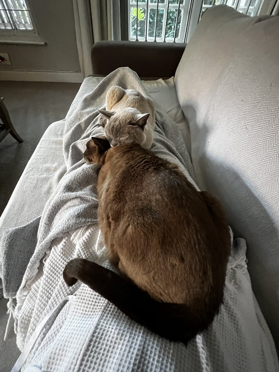 Sleeping peacefully with “mom” on the couch. 
Wishing #CatsOfUkraine were able to do the same. 
#Caturday