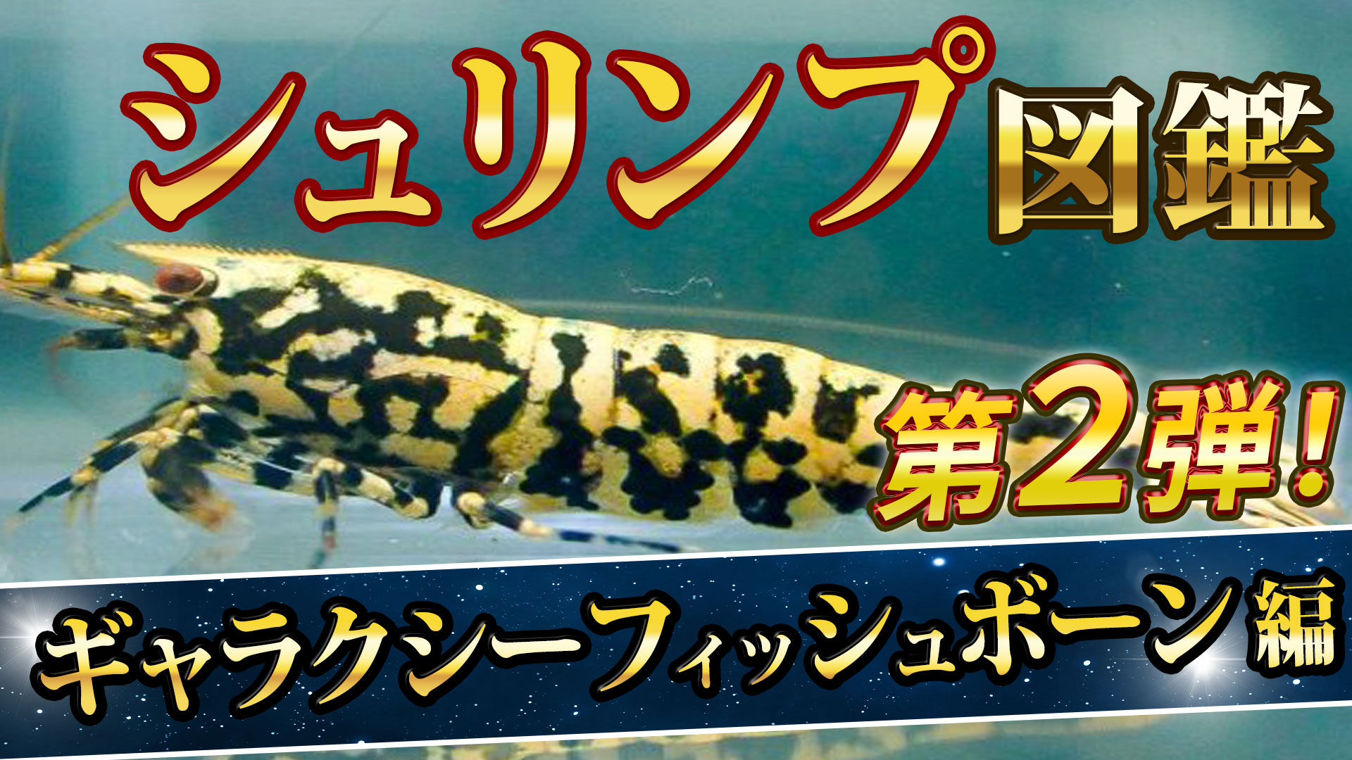 シュリンプ Twitter Search Twitter