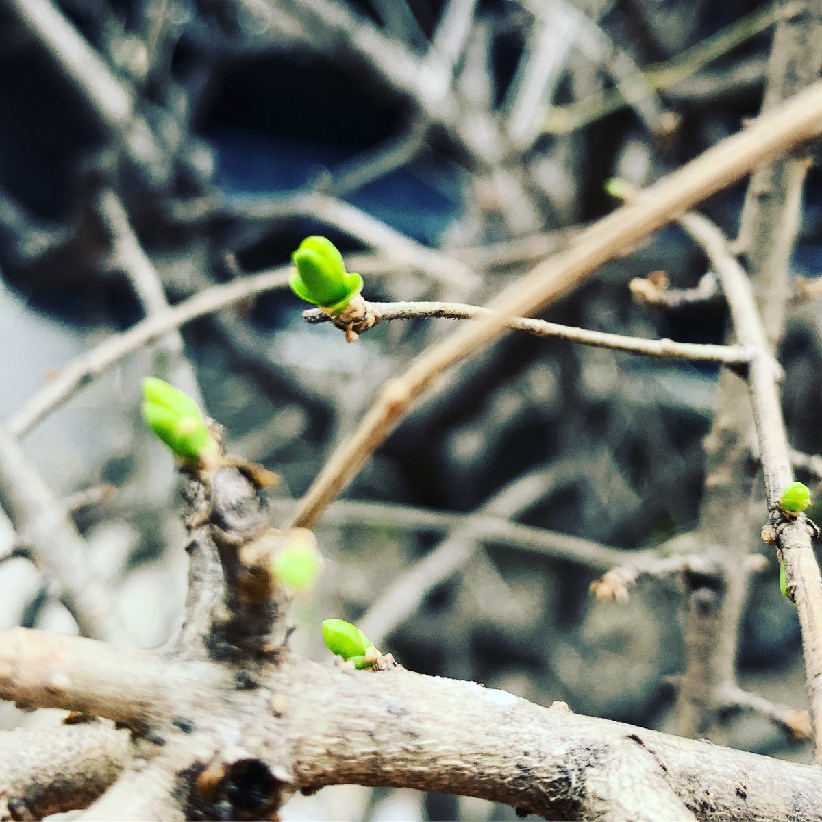 CusvinSales's tweet photo. New green shoots are about to bloom https://t.co/oqWDfY8tI1