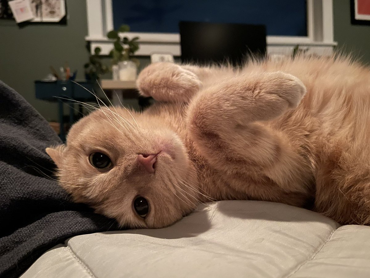 Solana (NFT, Memecoin, Airdrop) Radar tweet media