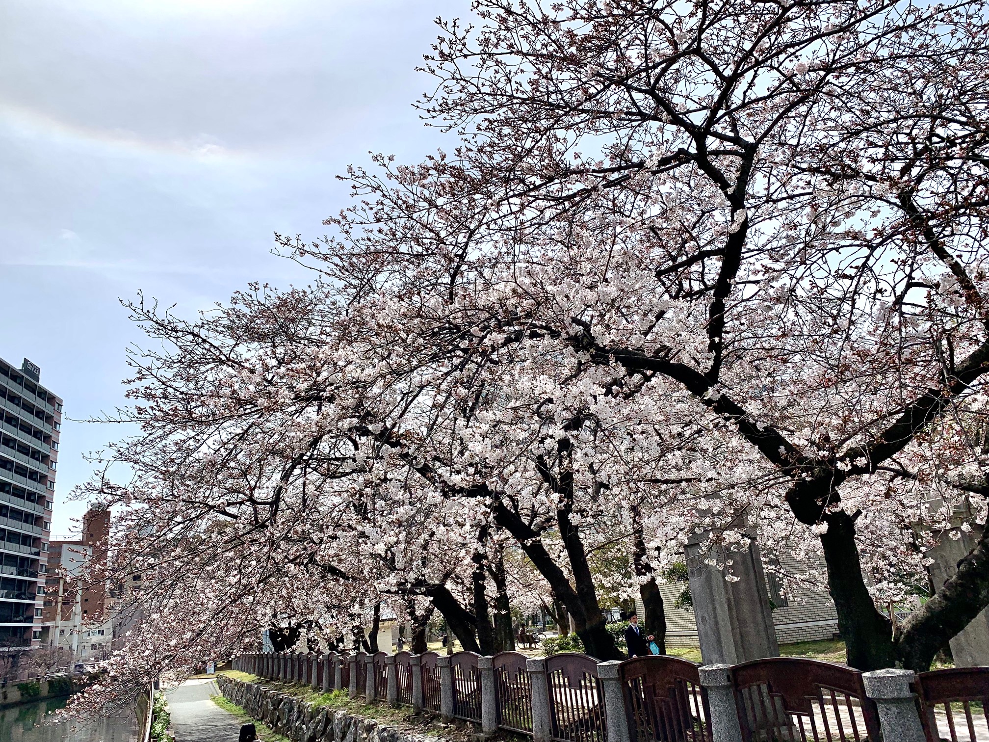 تويتر 九州lovewalker 公式 على تويتر 福岡市 天神中央公園の川沿いの桜 全国で一番早く開花となった福岡では まもなく満開を迎えそうです きっと今週末が見ごろ ゆっくりと花見お散歩に出かけたいですね 九州lovewalker 九州lw 桜開花情報22 お花見