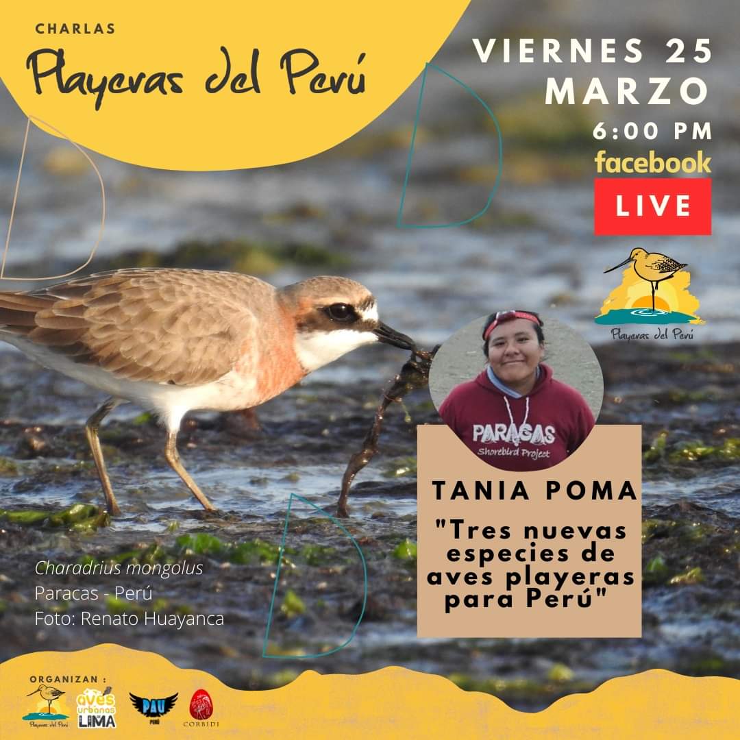 Participa gratis en el link: 
facebook.com/playerasdelperu
Tania Poma @biotaniawild , miembro del proyecto Paracas shorebird project de @eveconnection @CORBIDIteam 
'Tres #nuevasespecies de #avesplayeras para #Peru' #aves #playerasdelperu