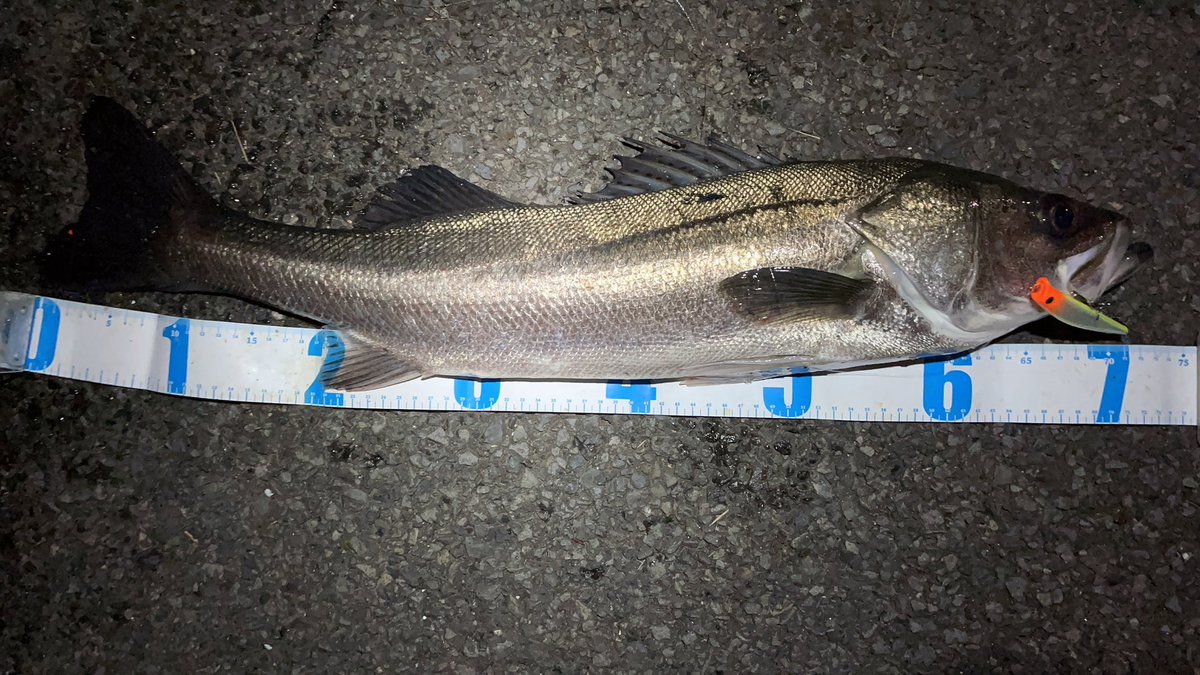 angler__YU's tweet photo. 投稿してなかった😅1月下旬の初シーバス🤣多分難しいけど、、今年はランカーサイズを目標にシーバスも頑張りたい🐟

#シーバス
#エリア10 https://t.co/zriLr1t5Br