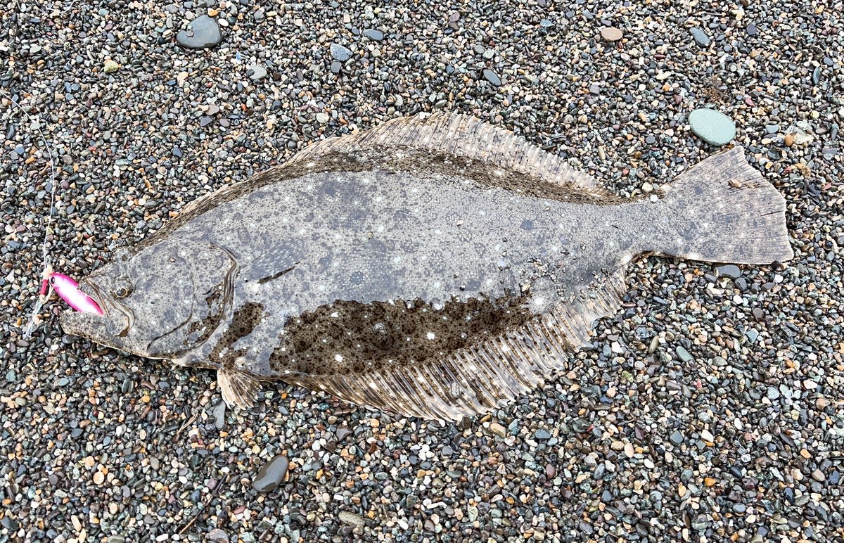 angler__YU's tweet photo. 久しぶりにサーフから魚が出ました🤣🤣ランカーソゲ😂😂この時期に釣れたのは嬉しい🤣今年こそはデカいの釣りたい😎

#ヒラメ
#ショアジギング https://t.co/DzflnJsSLp