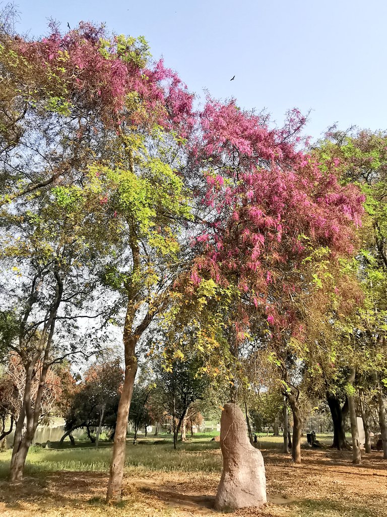 delhitrees's tweet photo. The Moulmein Rosewood (Millettia peguensis) trees at Rajghat have bloomed into pinkish purple! https://t.co/13BY6jDxFn