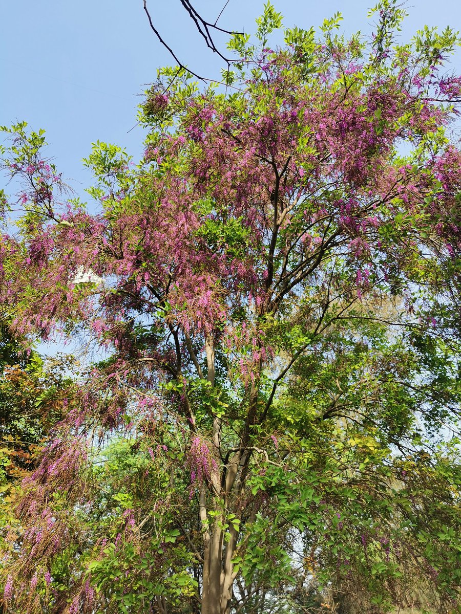 delhitrees's tweet photo. The Moulmein Rosewood (Millettia peguensis) trees at Rajghat have bloomed into pinkish purple! https://t.co/13BY6jDxFn