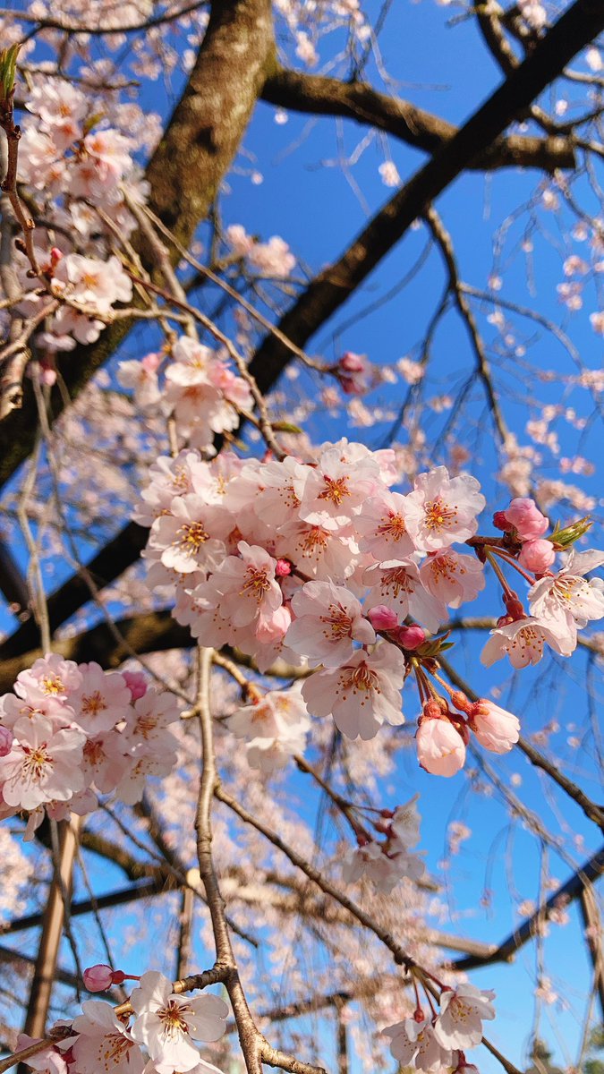 「お散歩コースの枝垂れ桜と紅梅 」|ベス野郎のイラスト