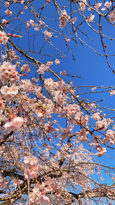 お散歩コースの枝垂れ桜と紅梅 
