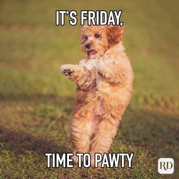 BeachValleyDsgn's tweet photo. Hope you all have a Fantastic Friday!!

#friday #weekend #cutedog #dog #timetopawty https://t.co/gsEiYlAGrA