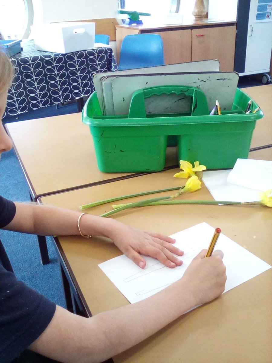 LakesideYork's tweet photo. We have been looking at 'signs of Spring' in Year 1. This week we used our sketching skills to sketch some beautiful daffodils. #Lakesidescience #signsofspring #ahostofgoldendaffodils https://t.co/EiYpyRUwi9