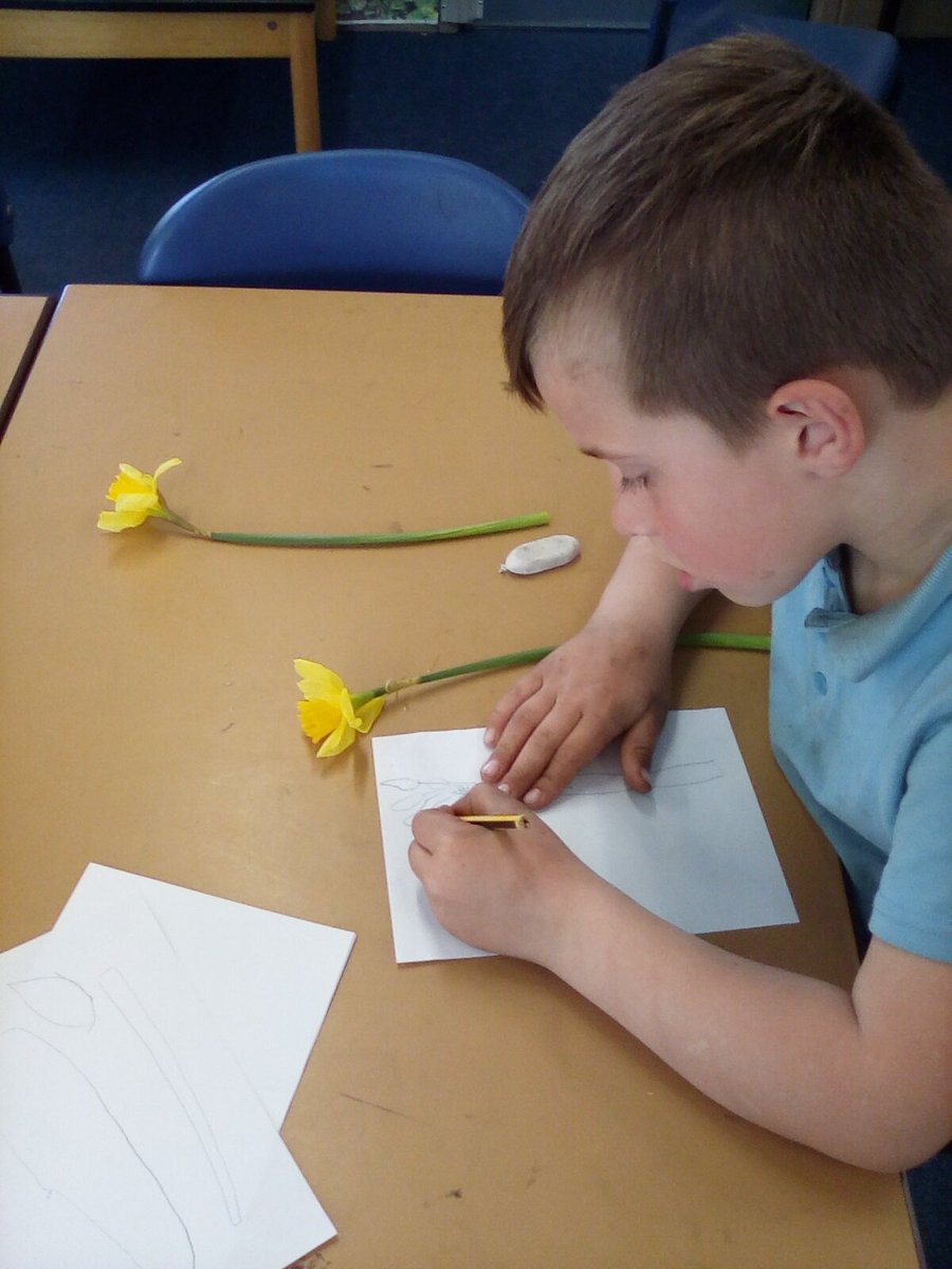 LakesideYork's tweet photo. We have been looking at 'signs of Spring' in Year 1. This week we used our sketching skills to sketch some beautiful daffodils. #Lakesidescience #signsofspring #ahostofgoldendaffodils https://t.co/EiYpyRUwi9