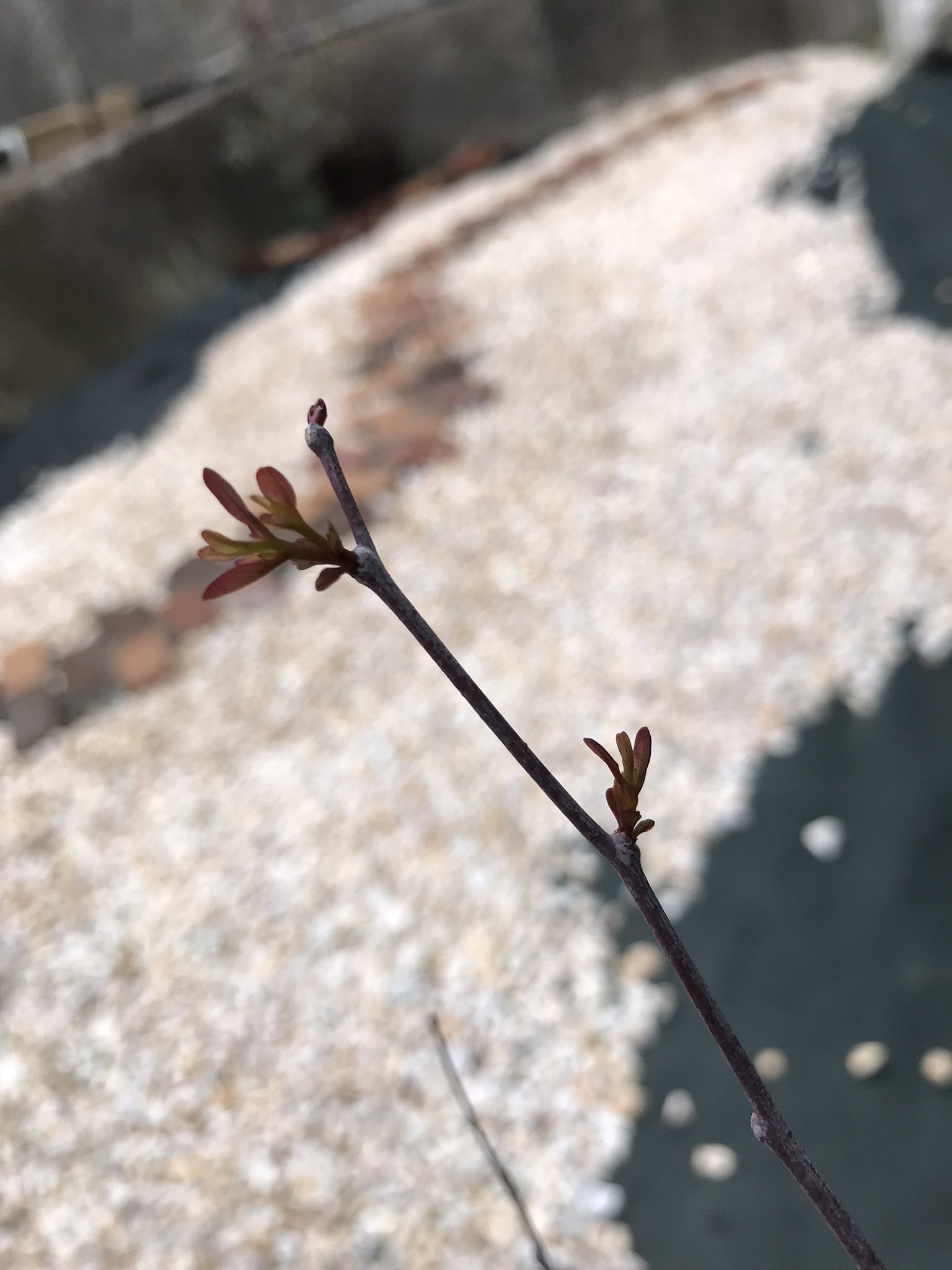 ぴション 間違って芯止めされたユーカリ苗買っちゃったから 外で越冬できずに枯れ たらオリーブ植えようと思ってたら芽吹いてきて生命力の強さに驚いた E T Co Pe0mmktemb Twitter