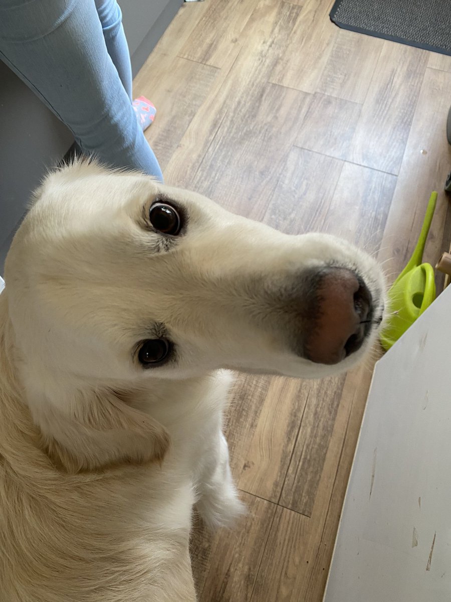 Wat!!!! Ik sta hier alleen maar🐶. Fijne #terugvolgvrijdag allemaal. Geniet van het weer. #GoldenRetrievers #GoedeMorgen #dogsoftwitter