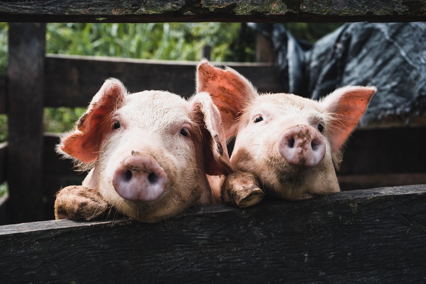 PETAUK's tweet photo. RT if you know they're your friends, not your food. #GoVegan https://t.co/Bw0pYJNyLu