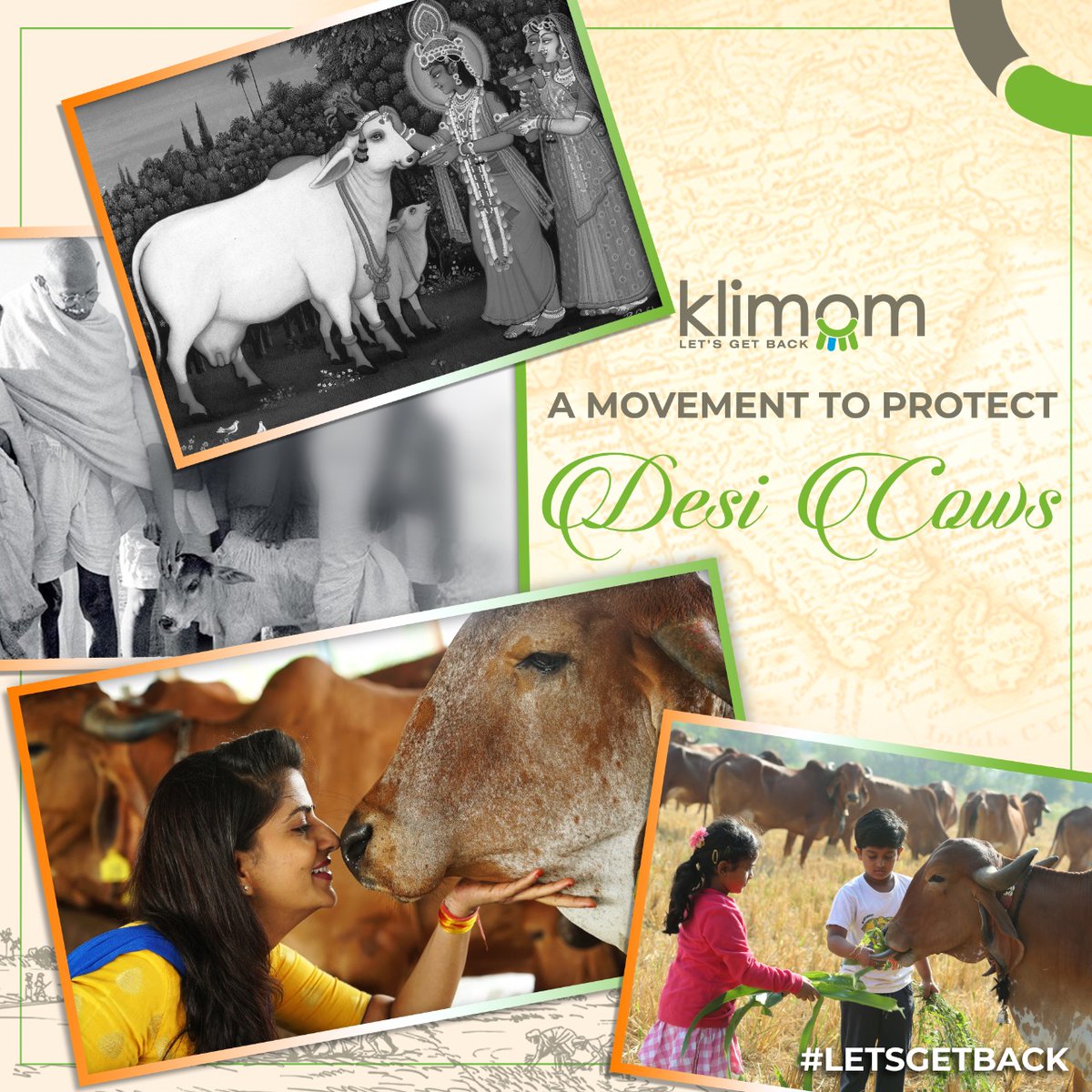 KlimomWellness's tweet photo. Save Desi Cows !
Our desi cows have been part of our lifestyle right from the ancient days to present times.
Let us embrace and safeguard our cows and stop artificial insemination with HF cows. Let us keep it natural, because natural is real.!!
#savesoil #saveindigenouscows #cows https://t.co/vFgvqhBAZY