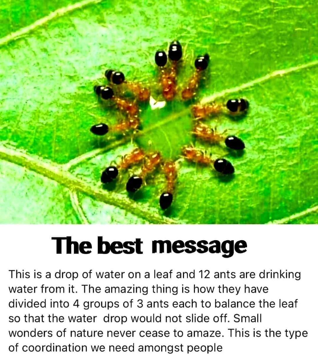 SunilKu92687431's tweet photo. A great lesson to be learnt from Ants. If we learn it honestly, then we can have a society where everyone can live with self dignity without any discrimination. https://t.co/eOB8eYZVUX