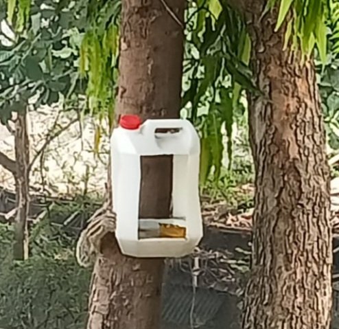 Squirrel drinking water from the summer water arrangement in our office premises.