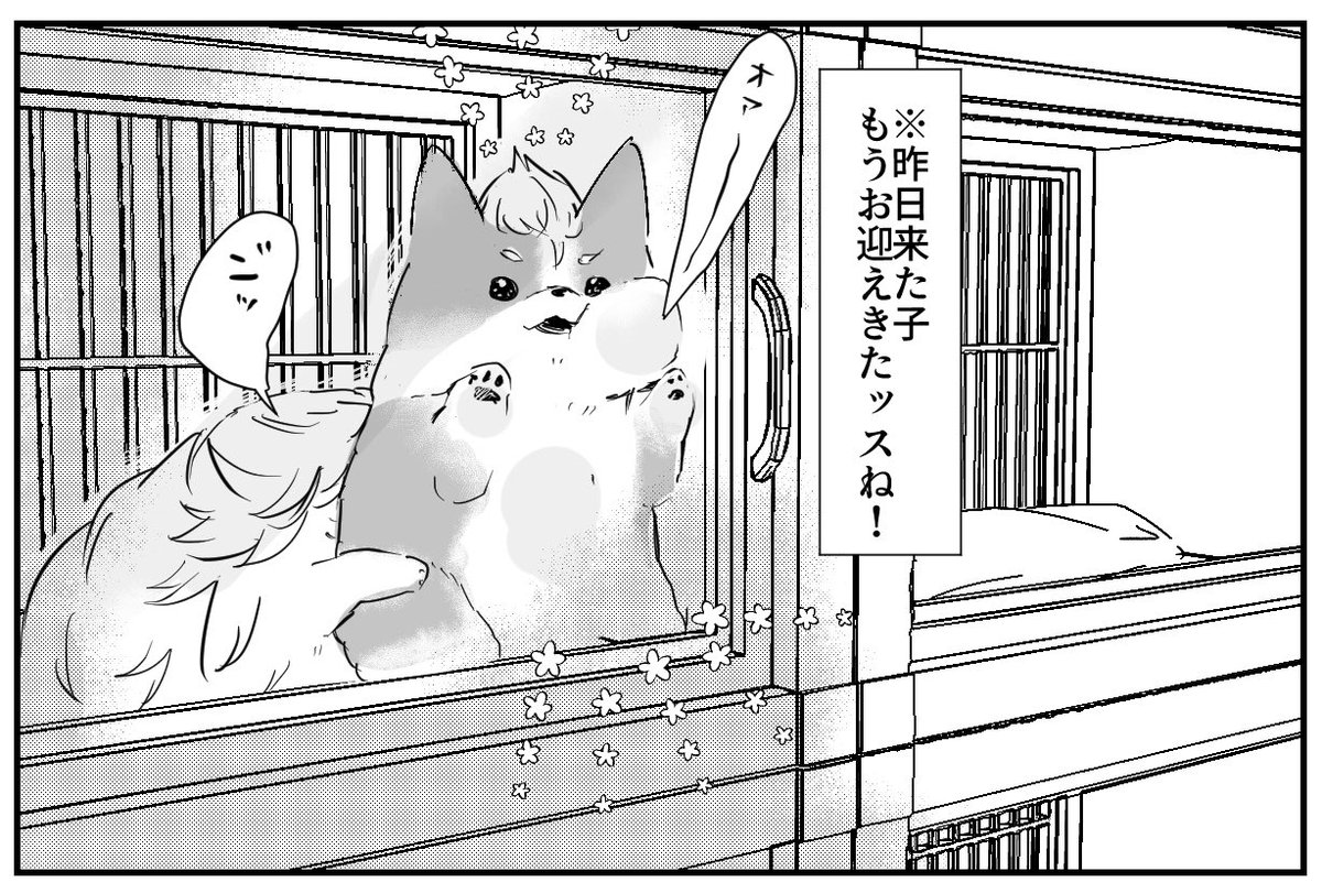 rkgk マイ武さん家に来る前🐶
羨ましいイッヌ 