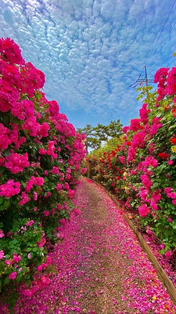 Amazingly beautiful! Calm and quiet flowers world! #naturebeauty #nature #photograph🌸🌺🪷