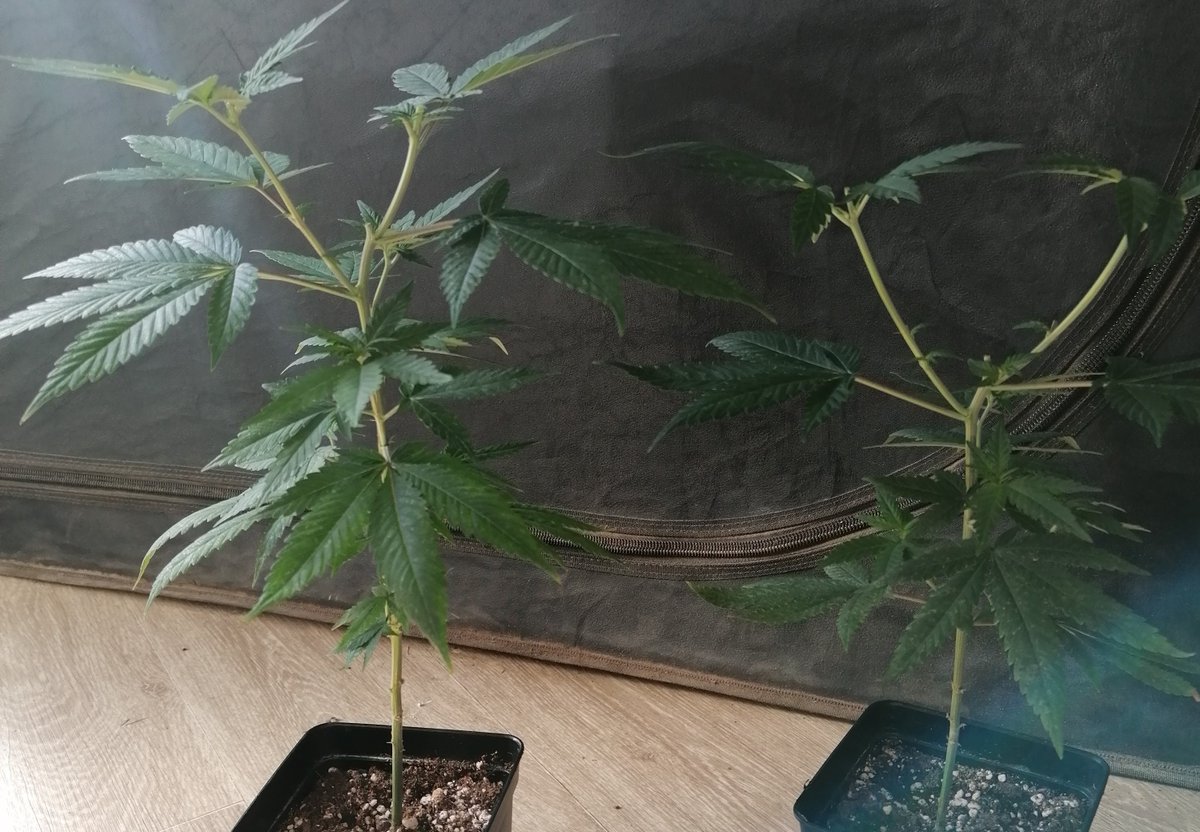 JuleedKush's tweet photo. Clone de BCN diesel CBD de @KannabiaSeeds en début de croissance https://t.co/D99kQPXFsY