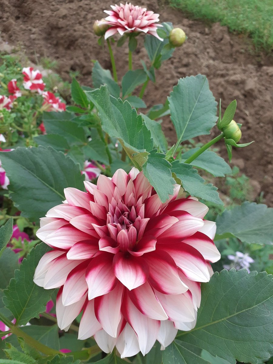 Atoorva's tweet image. Last #dahlia flowers of the season. These bravehearts are smiling even when the temperature is almost 40°C. 
#dahlialove #goodbyespring
#GardenersWorld #garden #finegardening