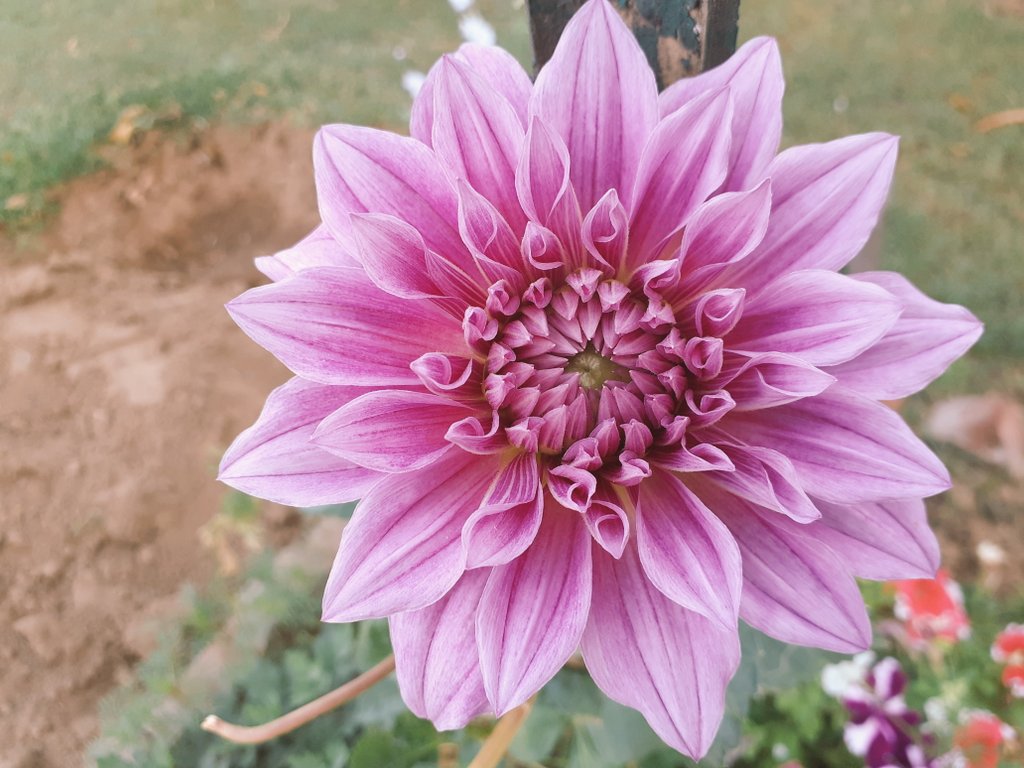 Atoorva's tweet image. Last #dahlia flowers of the season. These bravehearts are smiling even when the temperature is almost 40°C. 
#dahlialove #goodbyespring
#GardenersWorld #garden #finegardening