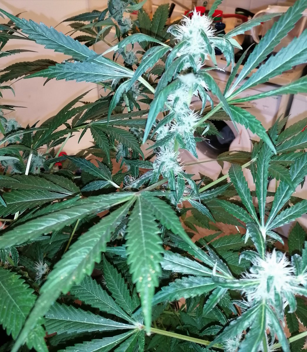 JuleedKush's tweet photo. BCN diesel en milieu de floraison sous 600 W HPS https://t.co/ZrT6eFhNMm