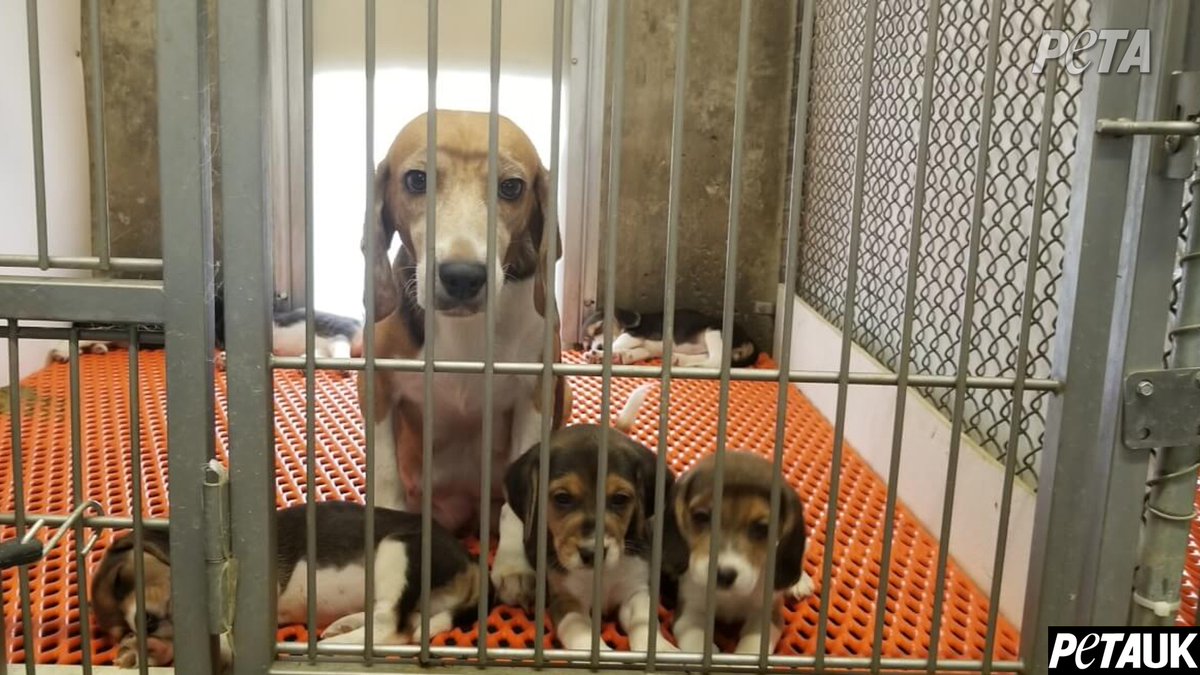 PETAUK's tweet photo. RT if you know beagles are not lab equipment. https://t.co/MYNWrJzllx
