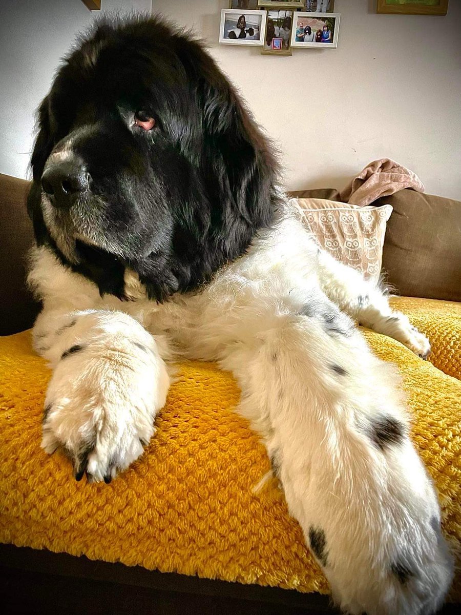 It’s #FridayMorning me licckle hooman beans. Have a great day and don’t be mean with the treats…none of this breaking them in half trickery. We know your little games.
#dogsoftwitter #DogsAreFamily #FridayVibes