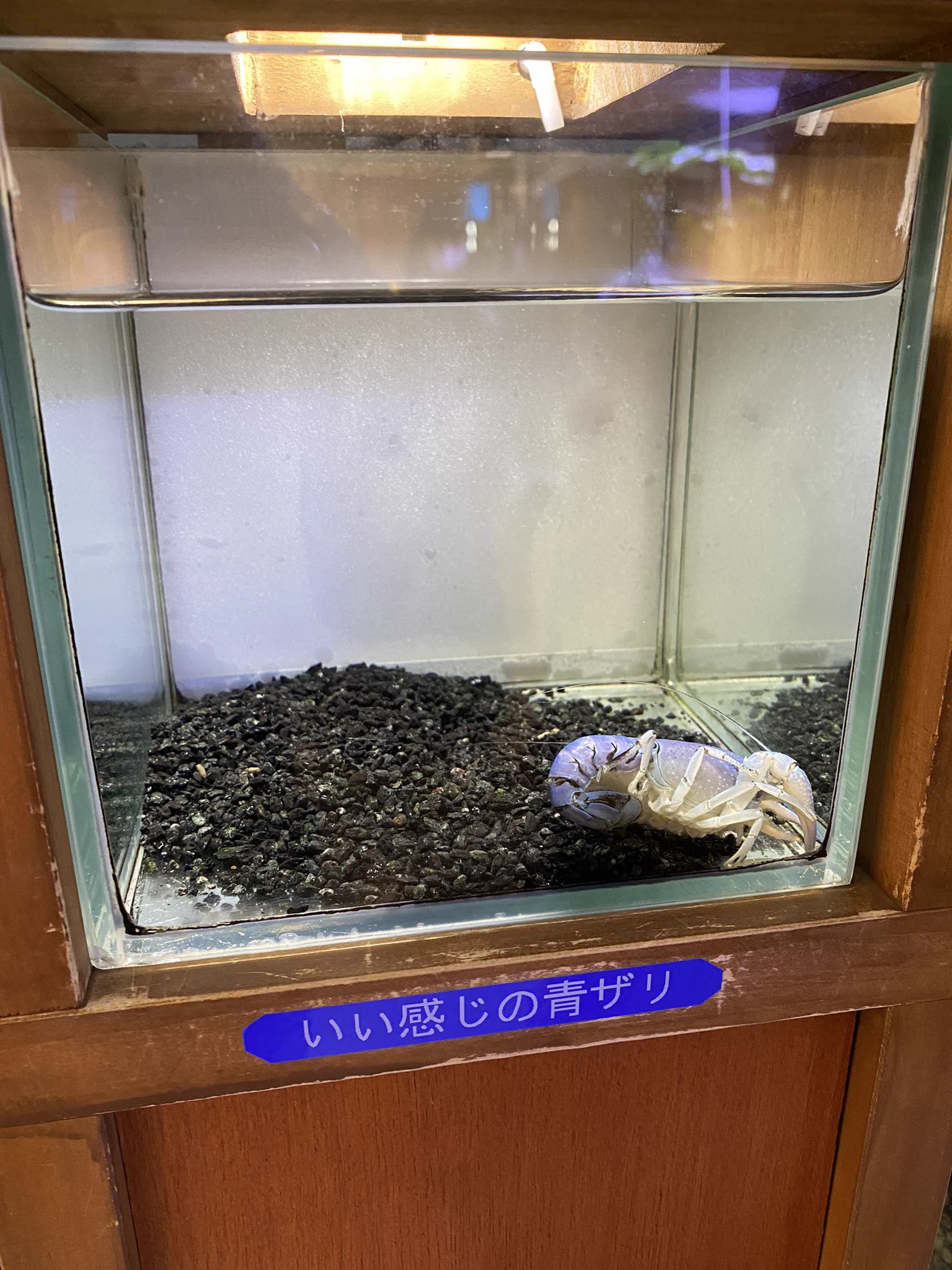 水族館のザリガニコーナー。ザリガニの説明が適当すぎる！
