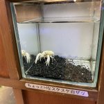 水族館のザリガニコーナー。ザリガニの説明が適当すぎる!