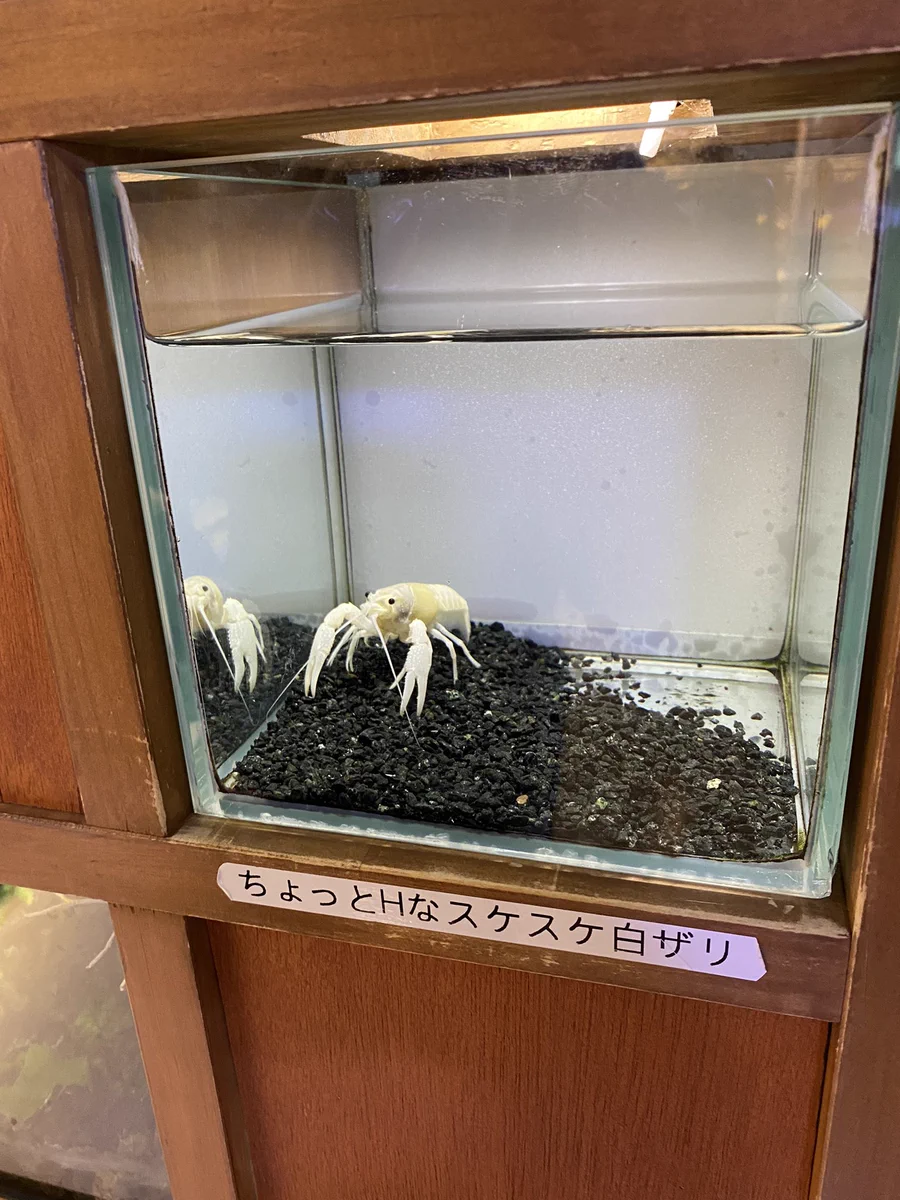 水族館のザリガニコーナー。ザリガニの説明が適当すぎる！