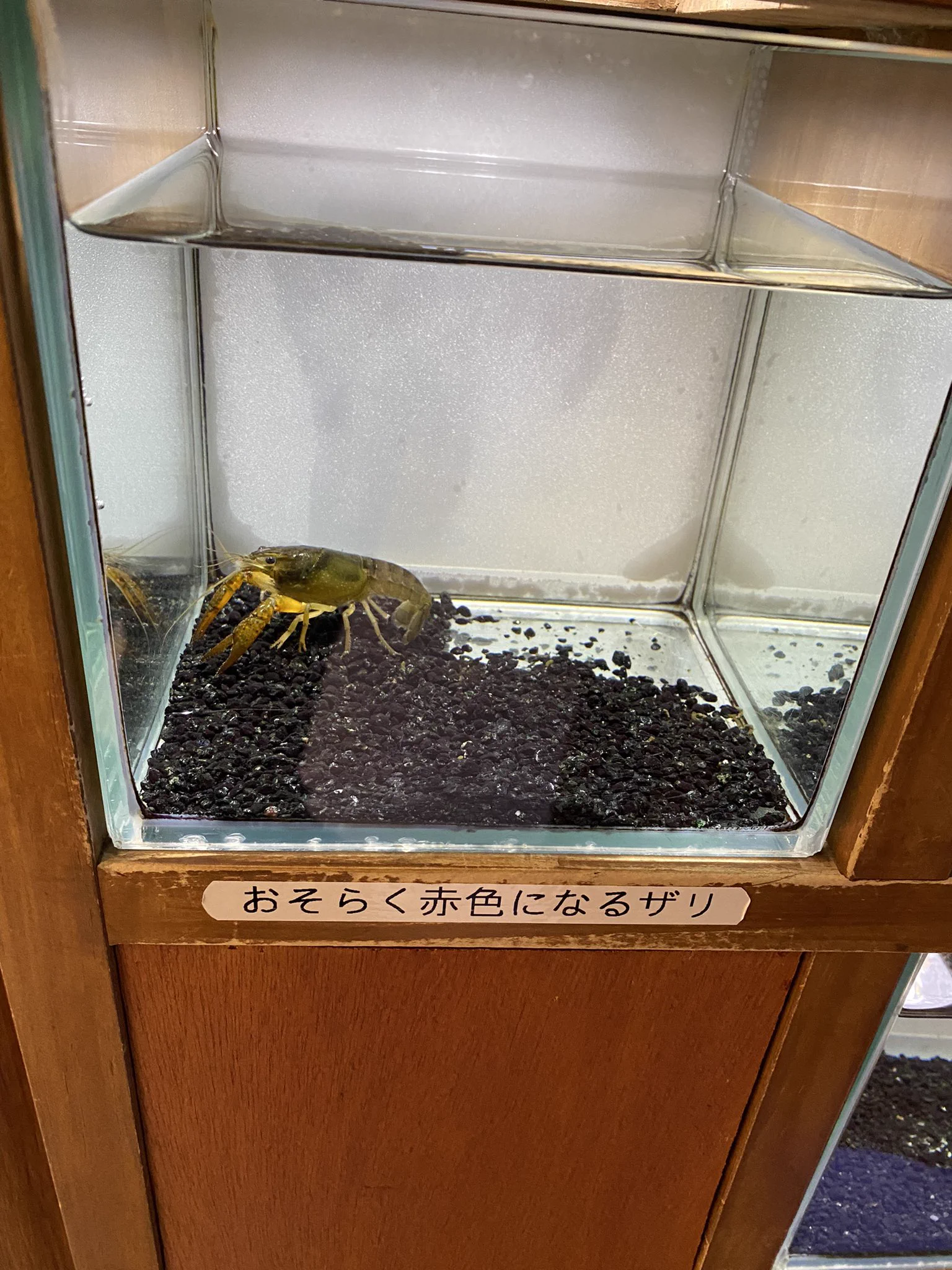 水族館のザリガニコーナー。ザリガニの説明が適当すぎる！