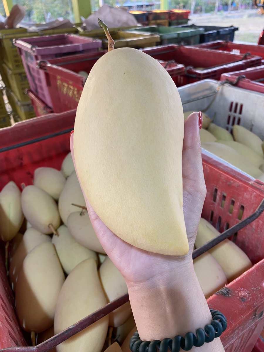 น้องมะม่วงกวน🥭🥭 tweet media