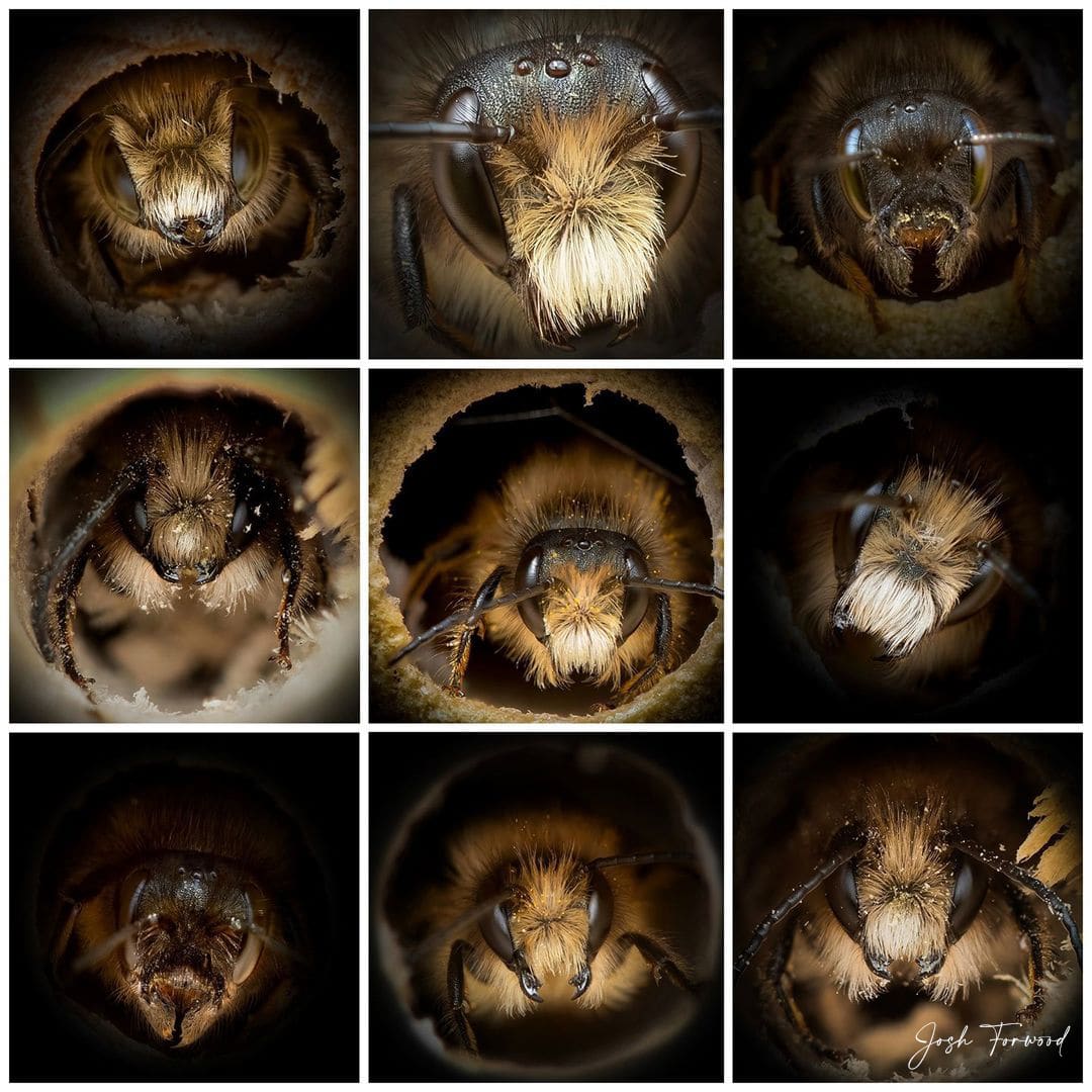 ApiaryBook's tweet photo. #BeeInspired
The avid wildlife photographer, Josh Forwood, built an improvised bee hotel, armed himself with a macro lens, and got to work. He took these amazing portraits of solitary bees last year in May.
#savethebees #amazingbees #bees #wildlife #famousphoto #BeekeepersHour https://t.co/lB1kRfO87P