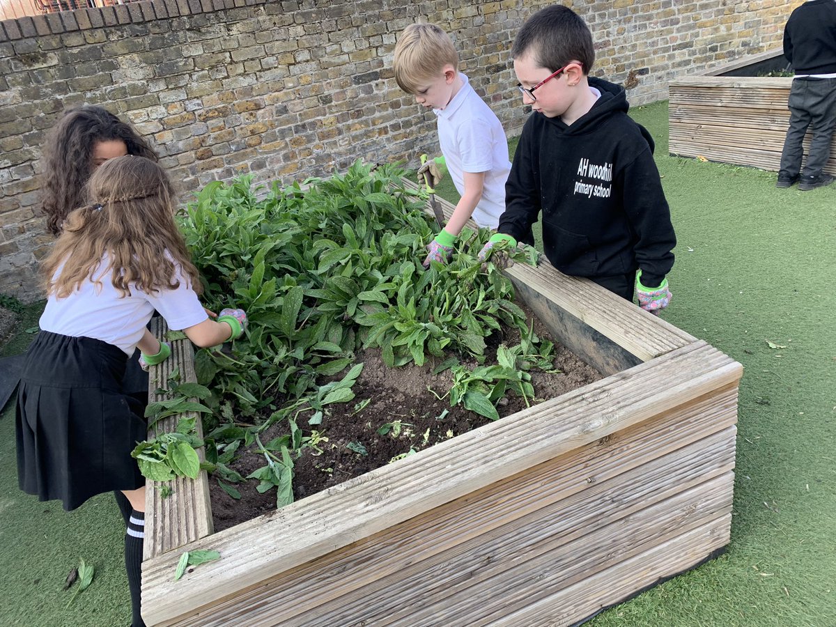 Our radishes were doing so well indoors, but now we’ve planted them out they look a little sad - will they revive?! Still lots of weeding and soil preparation to do for our other seedlings though and we’re enjoying being out in the early spring sunshine ☀️ #WoodhillGardeningClub