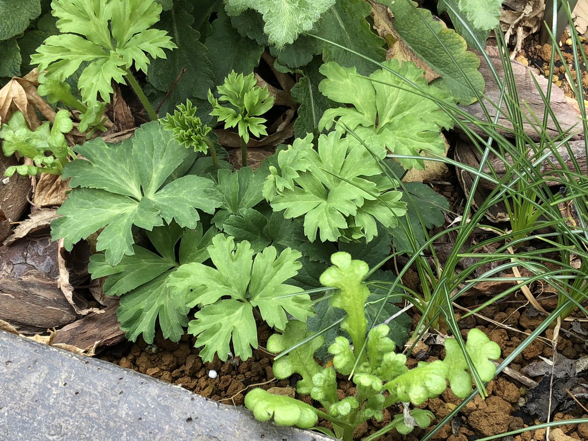 風織 庭いじりメモ Kazaori Memo Twitter