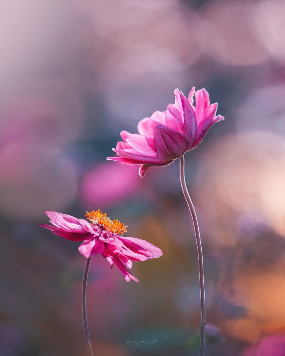 Keep growing 💗

#anemone #flowerphotography #Naturephography #macrohour #monotonic #bokeh