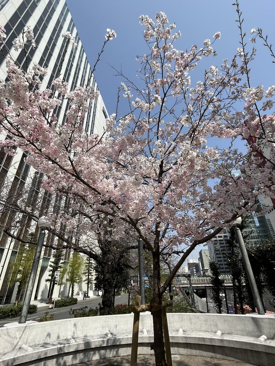 101NIHONGO101's tweet photo. 🇯🇵桜(さくら)🌸🇯🇵

今(いま)まさに日本(にほん)は桜シーズンで、花(はな)だけではなくドリンクやアイスクリームなどの食べ物(たべもの)もサクラ味(あじ)のものがでてます😊

#Japanese  #nihongo #日本語 #にほんご #JLPT #langtwt #studytwt #nihongo101 #漢字 #kanji #일본어 #단어 #한자 https://t.co/YQEAM05SO7